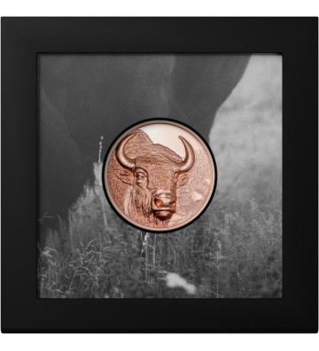 250 Togrog Bison - Wild Mongolia