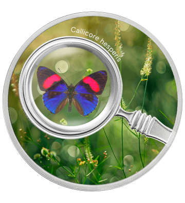 500 Francs Callicore Hesperis - Butterflies