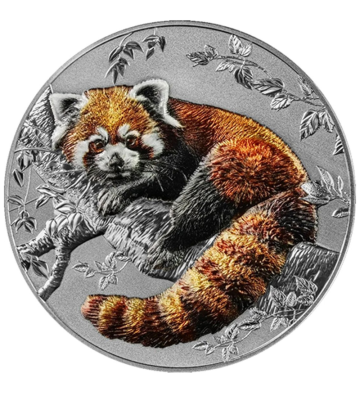 5$ Pandka Ruda - Przedstawiciele Gatunku