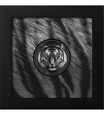 5$ Tygrys - Czarny i Biały