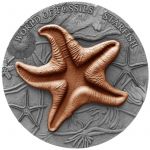 2$ Starfish World of Fossils 