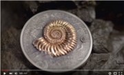 Evolution of Life Ammonite 2015